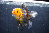 Thai Oranda  Red Black 5 Inch (ID#1022To6c-113)