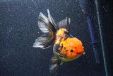 Thai Oranda  Red Black 5 Inch (ID#1022To6c-113)