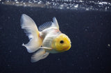 Juvenile Thai Oranda  Lemon Head 3.5 Inch (ID#307T13b-74) Free2Day SHIPPING