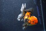 Thai Oranda  Red Black 5 Inch (ID#1022To6c-113)