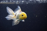 Juvenile Thai Oranda  Lemon Head 3.5 Inch (ID#307T13b-74) Free2Day SHIPPING