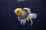 Juvenile Thai Oranda  Lemon Head 3.5 Inch (ID#307T13b-74) Free2Day SHIPPING