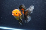 Thai Oranda  Red Black 5 Inch (ID#1022To6c-113)