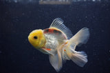 Juvenile Thai Oranda  Lemon Head 3.5 Inch (ID#307T13b-74) Free2Day SHIPPING