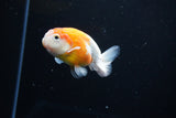 Ranchu  Sakura 3.5 Inch (ID#1115R5c-107) Free2Day SHIPPING