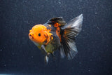 Thai Oranda  Red Black 5 Inch (ID#1022To6c-113)