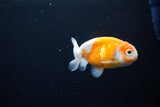 Ranchu  Sakura 3.5 Inch (ID#1115R5c-107) Free2Day SHIPPING