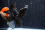 Thai Oranda  Tricolor 5.5 Inch (ID#1022To6c-114)