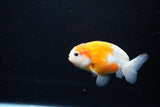 Ranchu  Sakura 3.5 Inch (ID#1115R5c-107) Free2Day SHIPPING