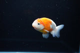 Ranchu  Sakura 3.5 Inch (ID#1115R5c-107) Free2Day SHIPPING