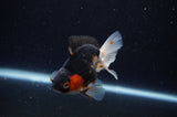 Juvenile Thai Oranda  Tricolor 3.5 Inch (ID#307T13b-75) Free2Day SHIPPING
