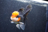 Thai Oranda  Tricolor 5.5 Inch (ID#1022To6c-114)