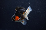 Juvenile Thai Oranda  Tricolor 3.5 Inch (ID#307T13b-75) Free2Day SHIPPING