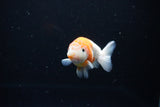 Ranchu  Sakura 3.5 Inch (ID#1115R5c-107) Free2Day SHIPPING