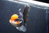 Thai Oranda  Tricolor 5.5 Inch (ID#1022To6c-114)