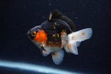 Juvenile Thai Oranda  Tricolor 3.5 Inch (ID#307T13b-75) Free2Day SHIPPING