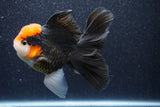 Thai Oranda  Tricolor 5.5 Inch (ID#1022To6c-114)