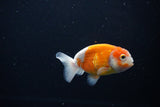 Ranchu  Sakura 3.5 Inch (ID#1115R5c-107) Free2Day SHIPPING