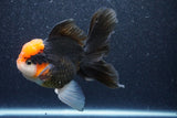 Thai Oranda  Tricolor 5.5 Inch (ID#1022To6c-114)