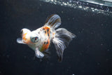 Butterfly  Calico 4.5 Inch (ID#924B8b-39) Free2Day SHIPPING