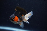Juvenile Thai Oranda  Tricolor 3.5 Inch (ID#307T13b-75) Free2Day SHIPPING