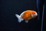 Ranchu  Sakura 3.5 Inch (ID#1115R5c-107) Free2Day SHIPPING