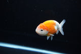 Ranchu  Sakura 3.5 Inch (ID#1115R5c-107) Free2Day SHIPPING