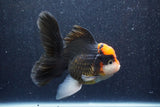 Thai Oranda  Tricolor 5.5 Inch (ID#1022To6c-114)