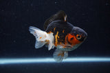 Juvenile Thai Oranda  Tricolor 3.5 Inch (ID#307T13b-75) Free2Day SHIPPING