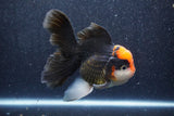 Thai Oranda  Tricolor 5.5 Inch (ID#1022To6c-114)