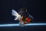 Juvenile Thai Oranda  Tricolor 3.5 Inch (ID#307T13b-75) Free2Day SHIPPING