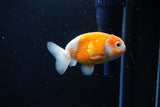 Ranchu  Sakura 3.5 Inch (ID#1115R5c-107) Free2Day SHIPPING