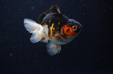Juvenile Thai Oranda  Tricolor 3.5 Inch (ID#307T13b-75) Free2Day SHIPPING