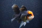 Thai Oranda  Tricolor 5.5 Inch (ID#1022To6c-114)