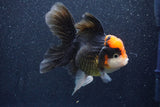 Thai Oranda  Tricolor 5.5 Inch (ID#1022To6c-114)