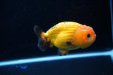 Ranchu  Red Black 3.5 Inch (ID#1115R5c-108) Free2Day SHIPPING