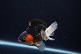 Juvenile Thai Oranda  Tricolor 3.5 Inch (ID#307T13b-75) Free2Day SHIPPING