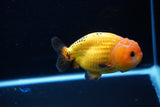 Ranchu  Red Black 3.5 Inch (ID#1115R5c-108) Free2Day SHIPPING