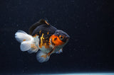 Juvenile Thai Oranda  Tricolor 3.5 Inch (ID#307T13b-75) Free2Day SHIPPING