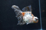 Butterfly  Calico 4.5 Inch (ID#924B8b-39) Free2Day SHIPPING