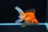 Ryukin Long Tail Red White 4.5 Inch (ID#1210Ry7b-14) Free2Day SHIPPING