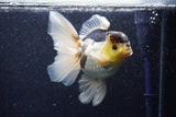 Thai Oranda  Panda 5.5 Inch (ID#1022To6c-115)