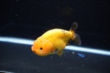 Ranchu  Red Black 3.5 Inch (ID#1115R5c-108) Free2Day SHIPPING