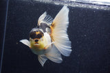 Thai Oranda  Panda 5.5 Inch (ID#1022To6c-115)