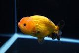 Ranchu  Red Black 3.5 Inch (ID#1115R5c-108) Free2Day SHIPPING