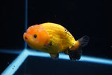 Ranchu  Red Black 3.5 Inch (ID#1115R5c-108) Free2Day SHIPPING