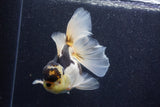 Thai Oranda  Panda 5.5 Inch (ID#1022To6c-115)