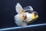 Thai Oranda  Panda 5.5 Inch (ID#1022To6c-115)