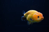 Ranchu  Red Black 3.5 Inch (ID#1115R5c-108) Free2Day SHIPPING