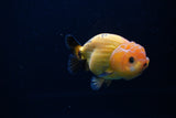 Ranchu  Red Black 3.5 Inch (ID#1115R5c-108) Free2Day SHIPPING